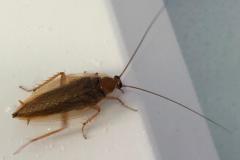 Waldschabe