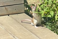 Ratte